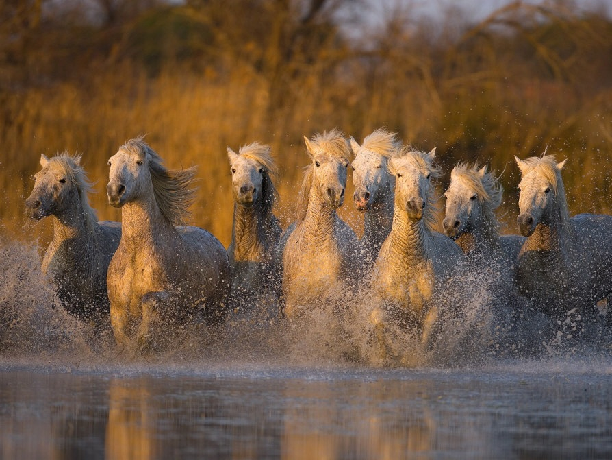 wild-horses-runninginwater